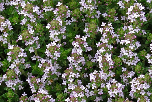 timyan-obyknovennyj-thymus-vulgaris-rekomenduetsya-ispolzovat-pri-zabolevaniyah