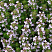 timyan-obyknovennyj-thymus-vulgaris-rekomenduetsya-ispolzovat-pri-zabolevaniyah