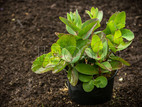 ochitok-vidnyj-herbstfrojde-sedum-spectabile-herbstfreude-sazhenec.jpg