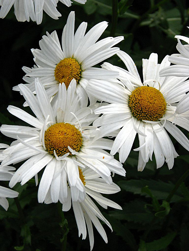 nivjanik-naibolshii-crazy-daisy