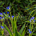 gorechavka-daurskaya-gentiana-dahurica-list.jpg