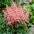 Астильба Арендса ‘Брессингем Бьюти’ (Astilbe arendsii ‘Bressingham Beauty’)