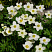 Анемона лесная (Anemone sylvestris)