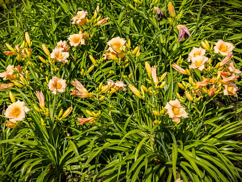 lilejnik-mini-perl-hemerocallis-mini-pearl-listya.jpg