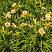 lilejnik-mini-perl-hemerocallis-mini-pearl-listya.jpg