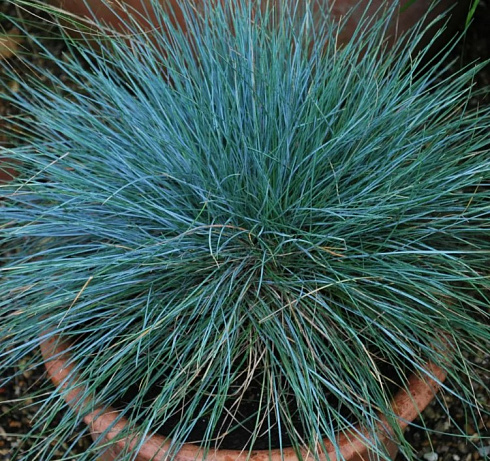 Овсяница сизая 'Festina' (Festuca glauca 'Festina')