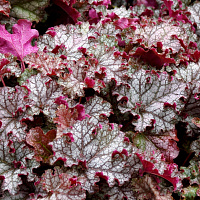 Гейхера гибридная 'Кан Кан' (Heuchera hybrida 'Can Can')