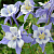 Аквилегия вееровидная "Камео Блю энд Уайт" (Aquilegia flabellata "Cameo Blue and White")