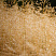 shchuchka-dernistaya-goldtau-deschampsia-cespitosa-goldtau-blestyashchie-melkie-koloski