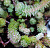 Очиток круглый (Sedum in sorten)