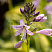 hosta-lehjksajd-littl-taft-hosta-lakeside-little-tuft-cvetok.jpg