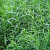 Эстрагон (Artemisia dracunculus 'Кола')