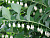 Купена многоцветковая (Polygonátum multiflórum)