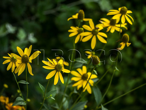 rudbekiya-glyancevitaya-rudbeckia-nitida-cvetonos.jpg