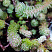 Очиток круглый (Sedum in sorten)