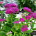 ochitok-vidnyj-brilliant-sedum-spectabile-brilliant-rastet-pyshnym-plotnym-kustom
