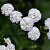 Тысячелистник птармика 'Жемчужница'  (Achillea ptarmica 'The Pearl' )