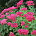 ochitok-vidnyj-brilliant-sedum-spectabile-brilliant-cvetenie-obilnoe-s-nachala-avgusta