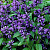 Котовник 'Блю Драгон' (Nepeta 'Blue Dragon')