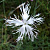 Гвоздика песчаная 'Бахрома' (Dianthus arenarius 'Bahroma')