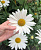 Нивяник наибольший 'Аляска' (Leucanthemum maximum 'Alaska')