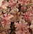 Гейхера гибридная 'Каппучино' (Heuchera hybrida 'Cappuccino')