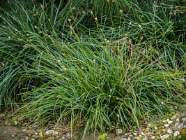 Осока гладконосая (Carex leiorhyncha)