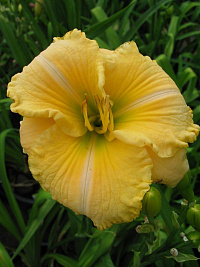 Лилейник 'Эгг Йолк' (Hemerocallis 'Egg Yolk')