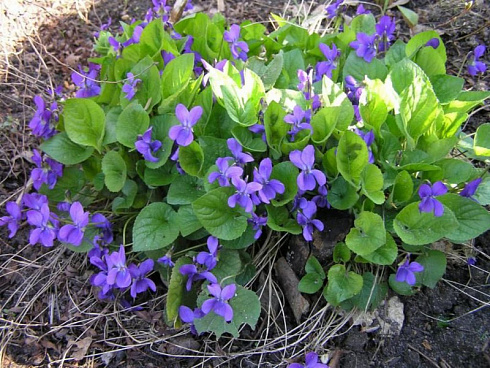 fialka-dushistaya-viola-odorata-rastenie.jpg