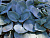 Хоста 'Блю Вижн' (Hosta 'Blue Vision')