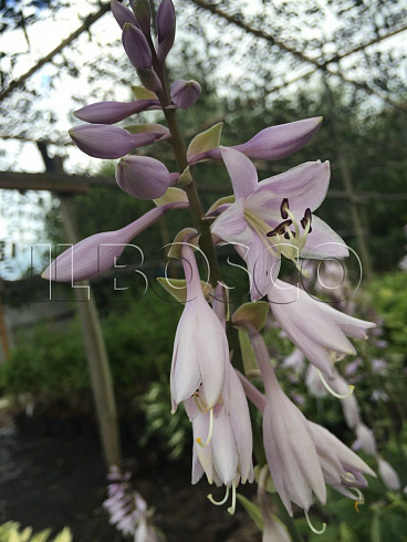 hosta-regal-splendor-hosta-regal-splendor-cvetok.jpg