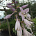 hosta-regal-splendor-hosta-regal-splendor-cvetok.jpg