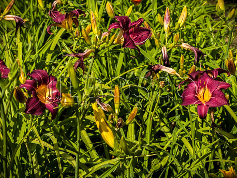 lilejnik-bela-lugoshi-hemerocallis-bela-lugosi-sazhency-v-ryadu.jpg