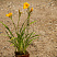 lilejnik-tekhas-sanlajt-hemerocallis-texas-sunlight-sazhenec.jpg