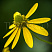 rudbekiya-glyancevitaya-rudbeckia-nitida-cvetok.jpg