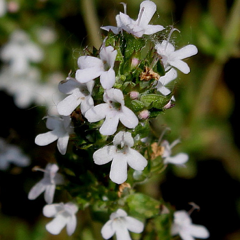 timyan-obyknovennyj-thymus-vulgaris-cvetyot-v-iyune-iyule