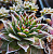 Молодило сорта (Sempervivum)