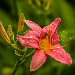 Лилейник 'Пинк Дамаск' (Hemerocallis 'Pink Damask')