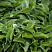 hosta-blyu-kadet-hosta-blue-cadet-listya.jpg