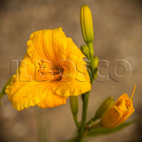 lilejnik-tekhas-sanlajt-hemerocallis-texas-sunlight-cvetok.jpg