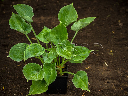 hosta-munlajt-sonata-hosta-moonlight-sonata-rastenie-v-gorshke.jpg