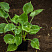 hosta-munlajt-sonata-hosta-moonlight-sonata-rastenie-v-gorshke.jpg