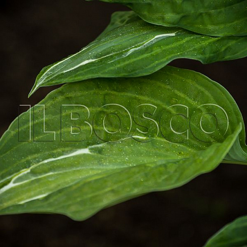 hosta-striptiz-hosta-striptease-listya.jpg