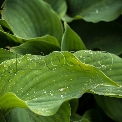 Хоста 'Moonlight Sonata' (Hosta 'Moonlight Sonata')