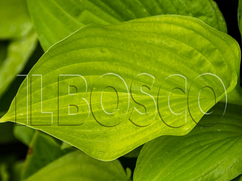hosta-avgust-mun-hosta-august-moon-list.jpg