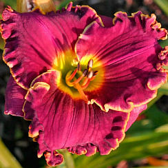 Лилейник 'Экселент' (Hemerocallis 'Excellent')