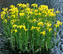 Ирис болотный (Iris pseudacorus)