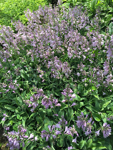 hosta-blyu-kadet-hosta-blue-cadet-socvetie.jpg