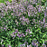 hosta-blyu-kadet-hosta-blue-cadet-socvetie.jpg