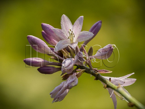 hosta-forchuna-hyacinthia-hosta-fortune-hyacinthia-cvetok.jpg